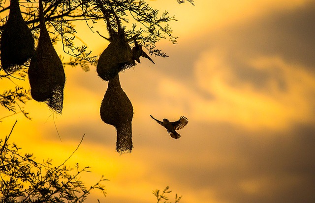Birds pecking at suet pellets
