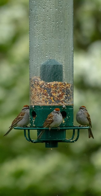 Birds pecking seeds from ground feeder