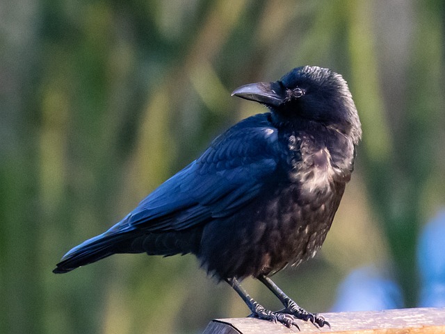 Birds perched on compact feeding station