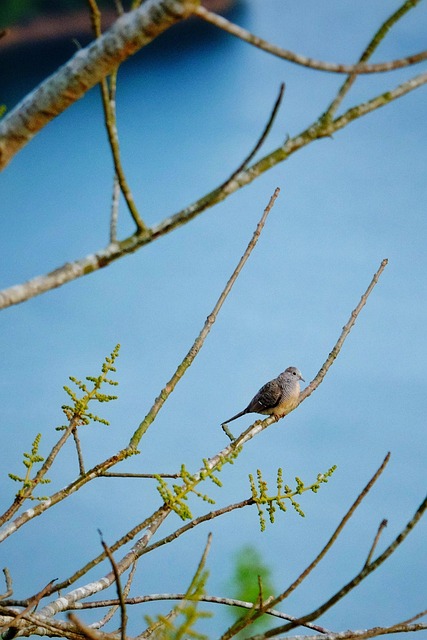 Birds perched on compact feeding station