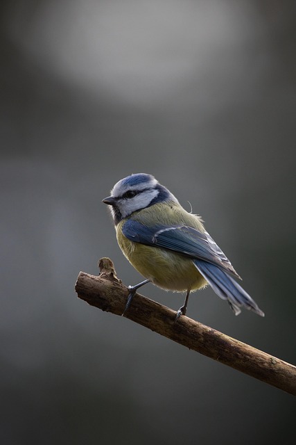Birds perched on freestanding tray feeder