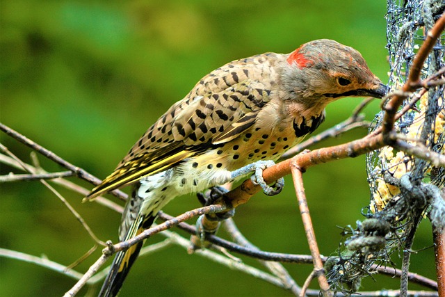 Birds perched on transparent window feeder