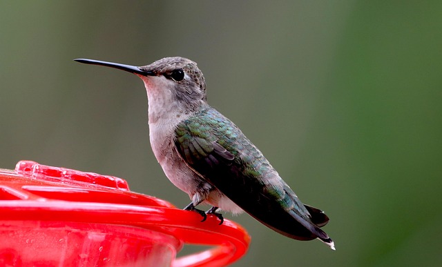 Birds perched on transparent window feeder