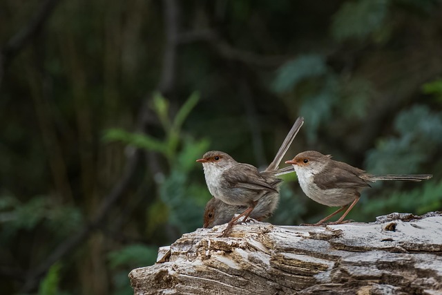 Birds perched on weatherproof feeder