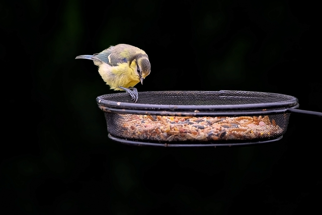 Birds sheltering under weatherproof feeder