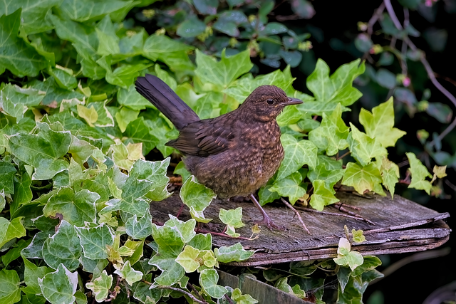 Blackbird drinking from vintage pedestal bath