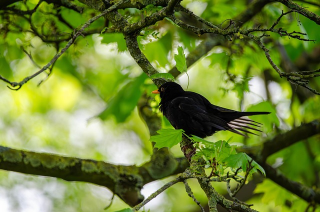Blackbird feeding near ground fat ball cage