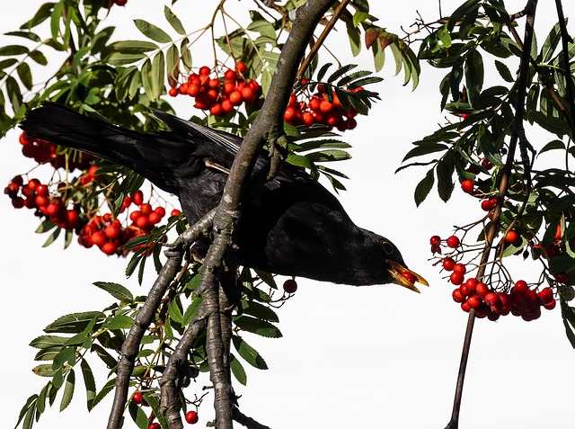 Blackbird near enclosed seed platform