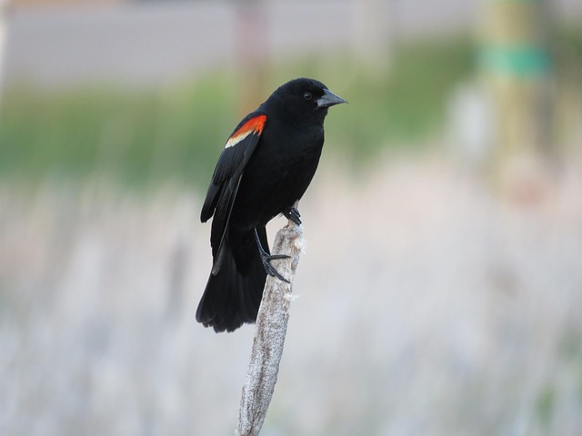 Blackbird pecking from mesh ground feeder