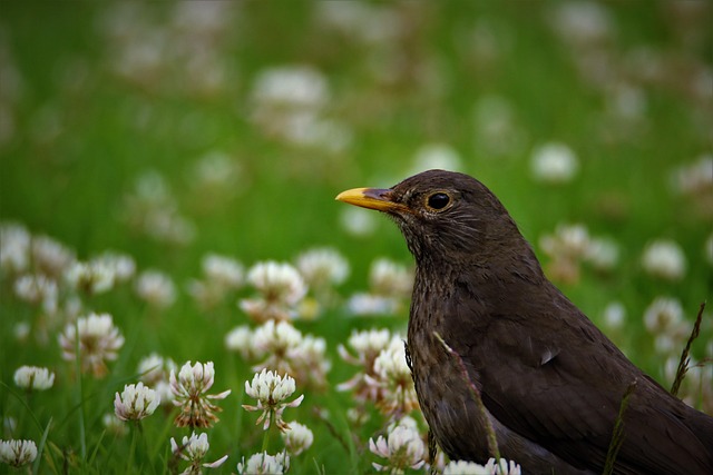 Blackbird perched under roofed platform