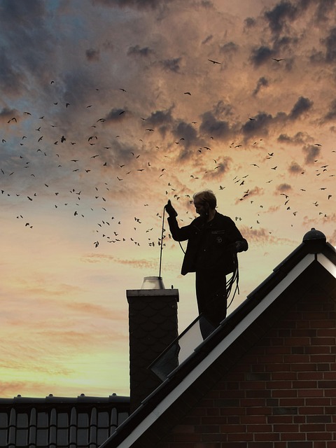 Blackbird singing from rooftop chimney