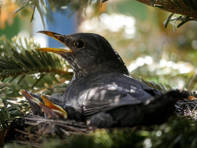 Blackbird singing from rooftop chimney