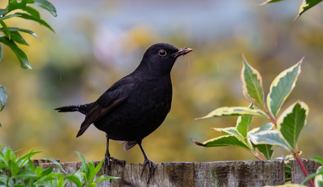 Blackbird singing from rooftop chimney