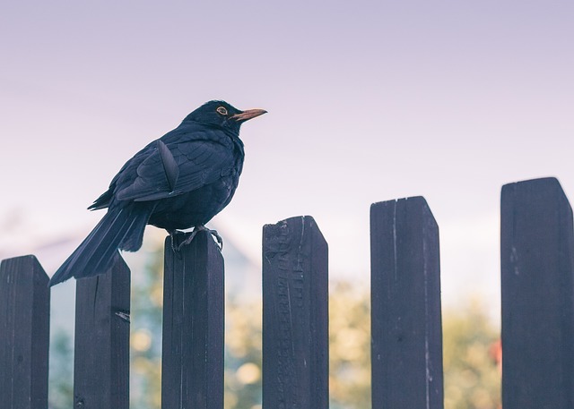Blackbird singing from rooftop chimney