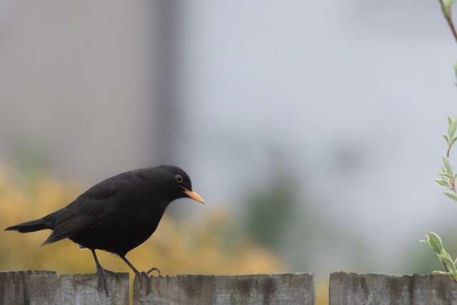 Blackbird singing from rooftop chimney