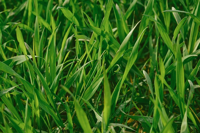 Blackbird standing on lush green lawn