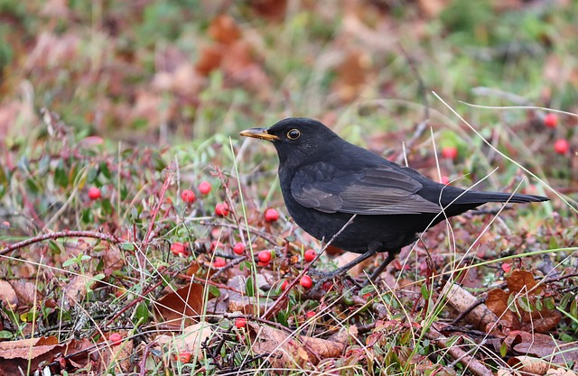 Blackbirds pecking at berries
