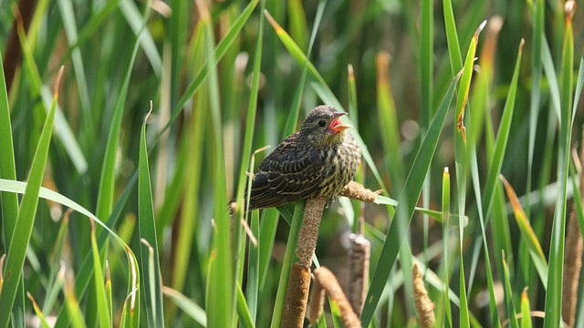 Blackbirds pecking at berries