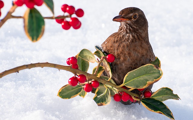 Blackbirds pecking at berries