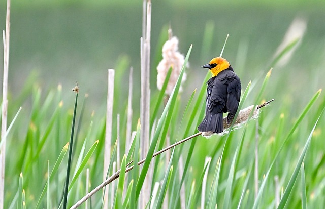 Blackbirds pecking at berries