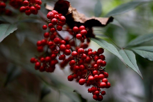 Blackbirds pecking at berries