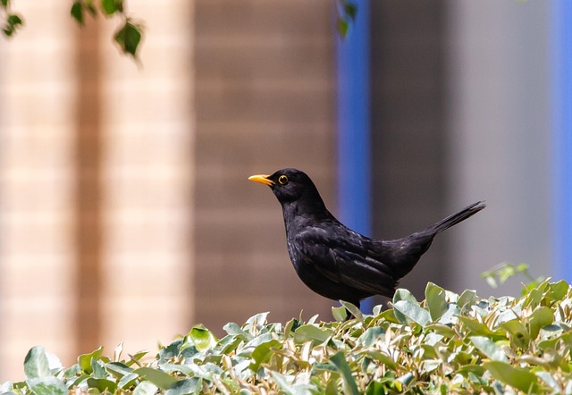 Blackbirds pecking at berries