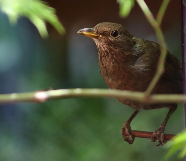 Blackbirds pecking at berries