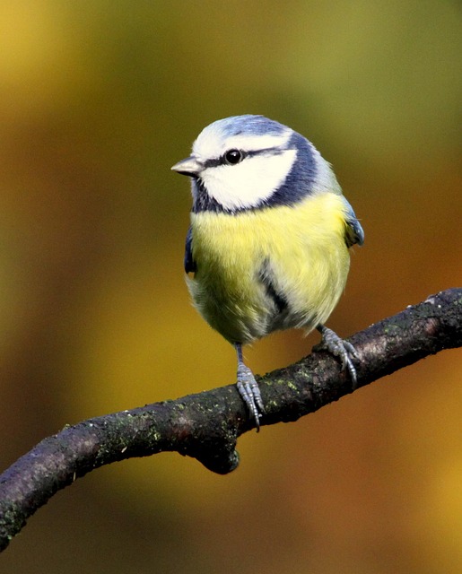 Blue tit clinging to feeder tube