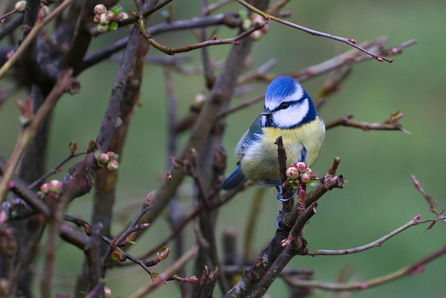Blue tit clinging to feeder tube