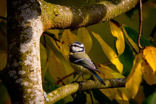 Blue tit clinging to mealworm-filled dish