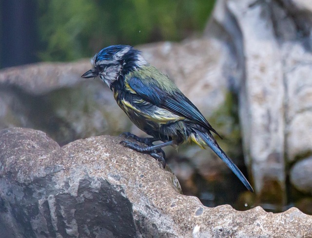 Blue tit clinging to mealworm-filled dish