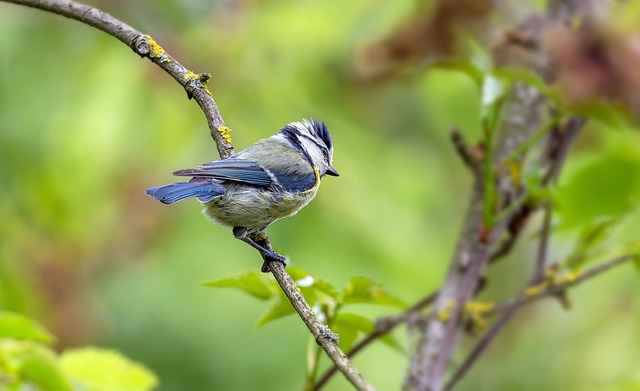 Blue tit clinging to mealworm-filled dish