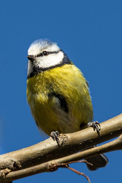Blue tit clinging to mealworm-filled dish