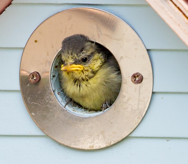Blue tit clinging to mealworm-filled dish