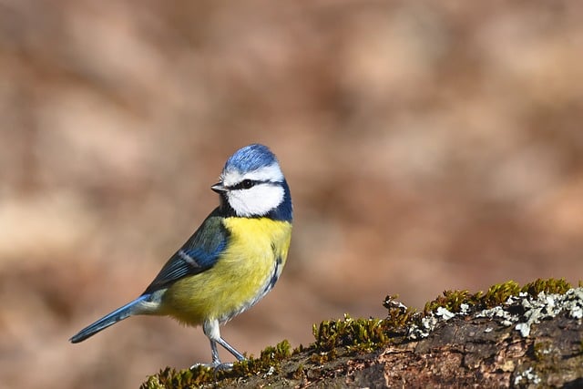 Blue tit clinging to mealworm-filled dish