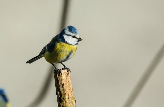 Blue tit clinging to mealworm-filled dish
