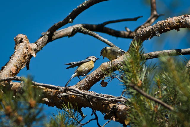 Blue tit eating suet from hanging cage