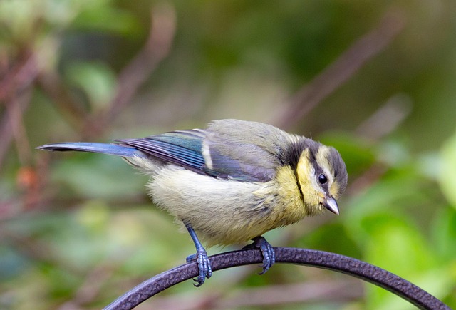 Blue tit eating suet from hanging cage
