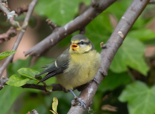 Blue tit feeding on caterpillars