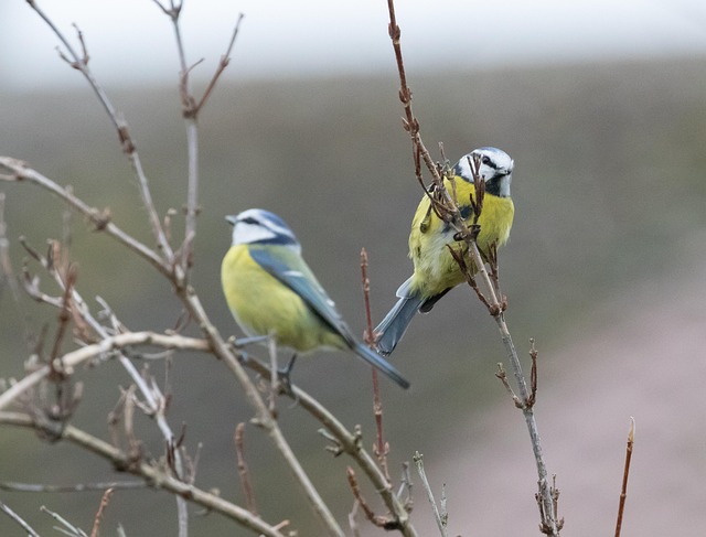 Blue tit feeding on hanging feeder