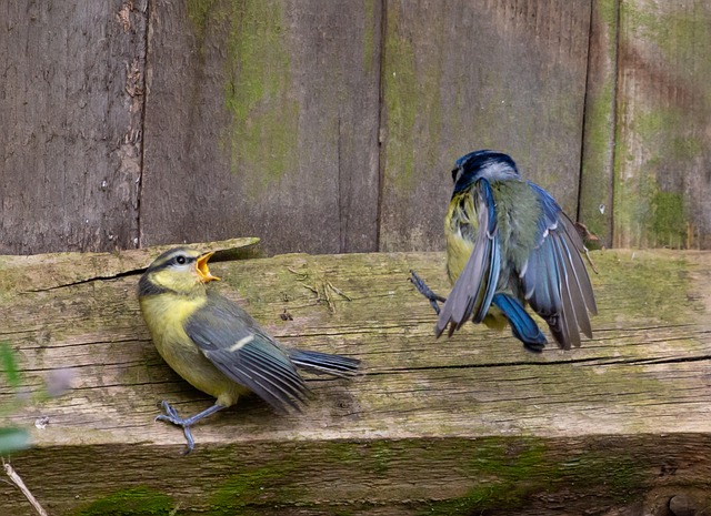 Blue tit feeding on hanging feeder
