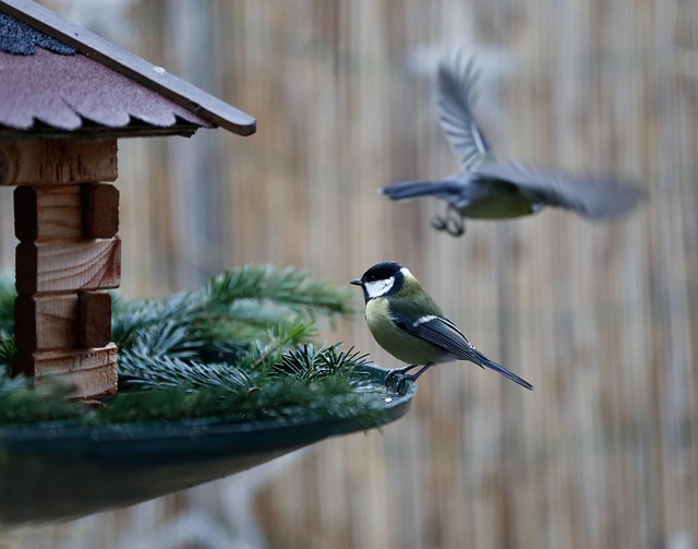 Blue tit feeding on hanging feeder