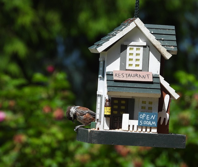 Blue tit feeding on hanging feeder