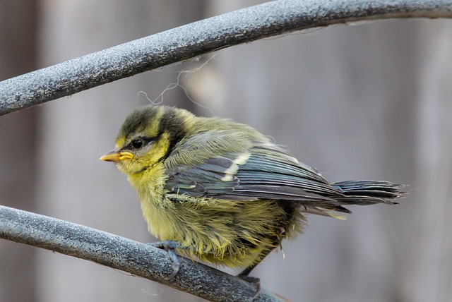 Blue tit feeding on hanging feeder