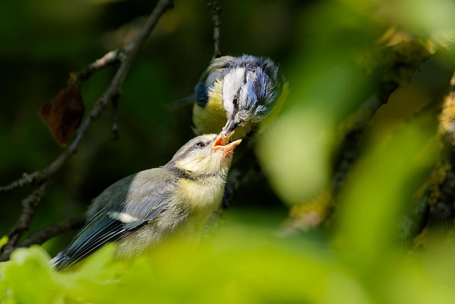 Blue tit feeding on hanging peanut feeder