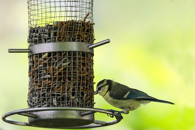 Blue tit feeding on hanging peanut feeder