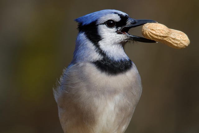 Blue tit feeding on hanging peanut feeder