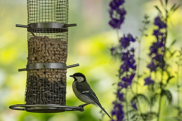 Blue tit feeding on hanging peanut feeder
