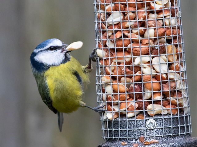 Blue tit feeding on hanging peanut feeder