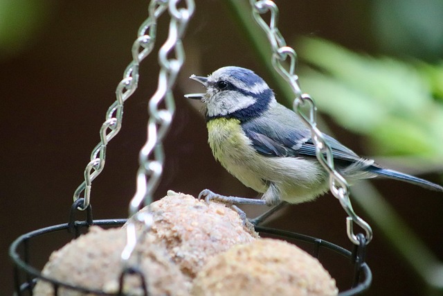 Blue tit holding seed in its beak